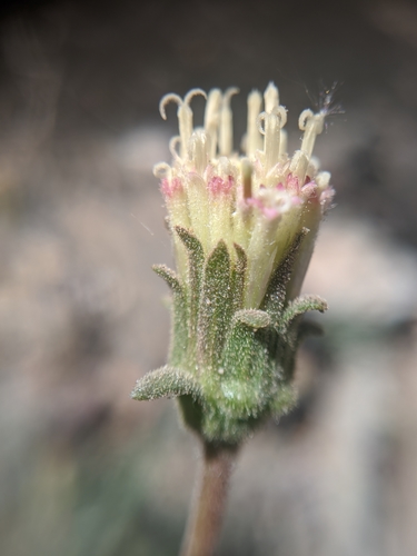 Image of Chaenactis santolinoides by no rights reserved