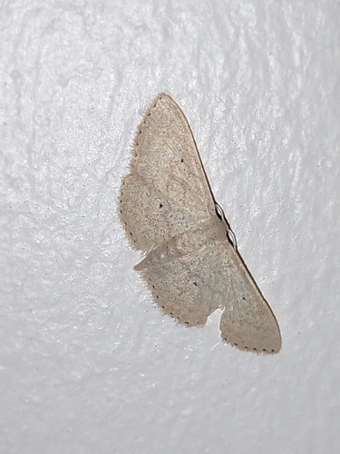 Idaea obsoletaria