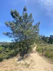 Pinus torreyana
