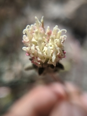 Chaenactis santolinoides