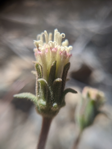 Image of Chaenactis santolinoides by no rights reserved