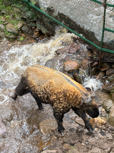 Himalayan Takin