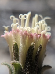 Chaenactis santolinoides