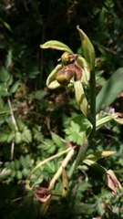 Ophrys umbilicata