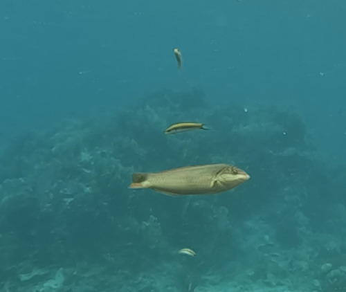 Clown Wrasse