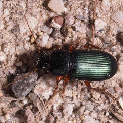 Ophonus azureus
