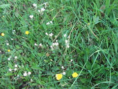 Saxifraga granulata, photograph (c) zebedeugalinha, some rights reserved (CC BY)
