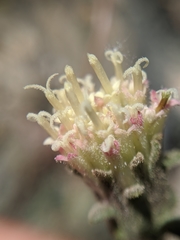Chaenactis santolinoides