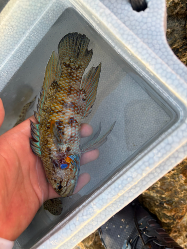 Plesiops observed 2026-09-03