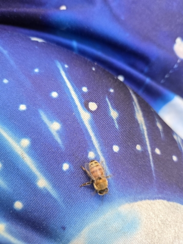 Western Honey Bee