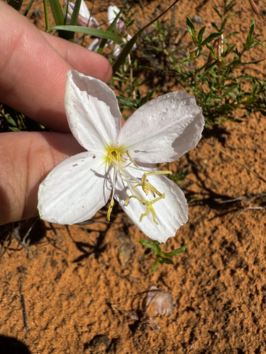 Oenothera pallida, photograph 3