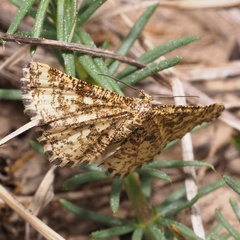 Heliomata glarearia
