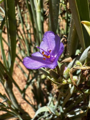 Tradescantia occidentalis, photograph 4