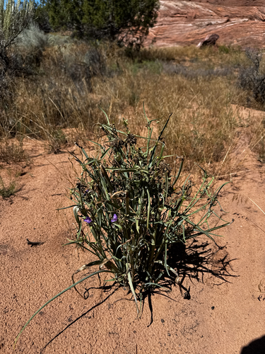 Tradescantia occidentalis, photograph 5