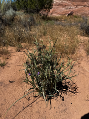 Tradescantia occidentalis, photograph (c) Parker James Lloyd, some rights reserved (CC BY)