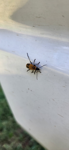 Goldenrod Soldier Beetle