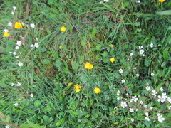 Saxifraga granulata, photograph (c) zebedeugalinha, some rights reserved (CC BY)