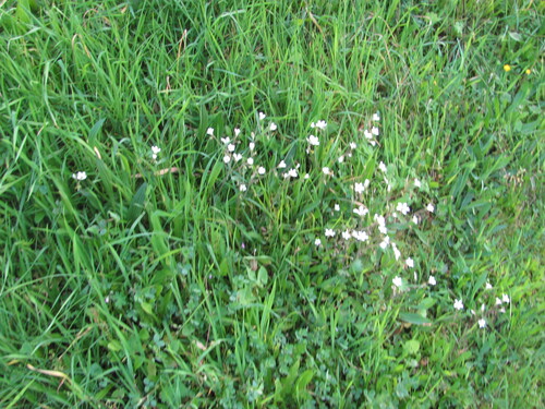 Saxifraga granulata, photograph 1