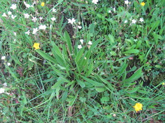 Saxifraga granulata, photograph (c) zebedeugalinha, some rights reserved (CC BY)