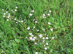 Saxifraga granulata