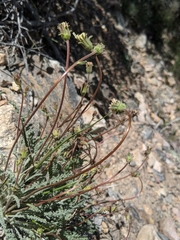 Chaenactis santolinoides
