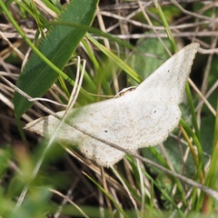 Scopula incanata