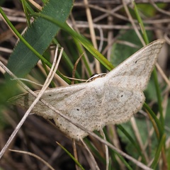 Scopula incanata