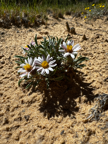 Townsendia incana, photograph 4