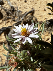 Townsendia incana, photograph (c) Parker James Lloyd, some rights reserved (CC BY)