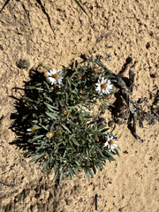 Townsendia incana, photograph (c) Parker James Lloyd, some rights reserved (CC BY)