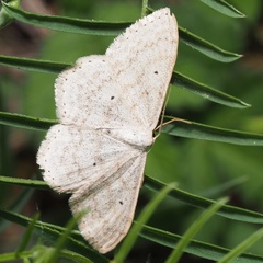 Scopula incanata