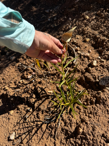 Antelopehorn Milkweed