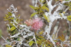 Painteria elachistophylla