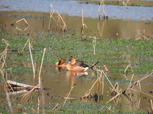 iNaturalist image