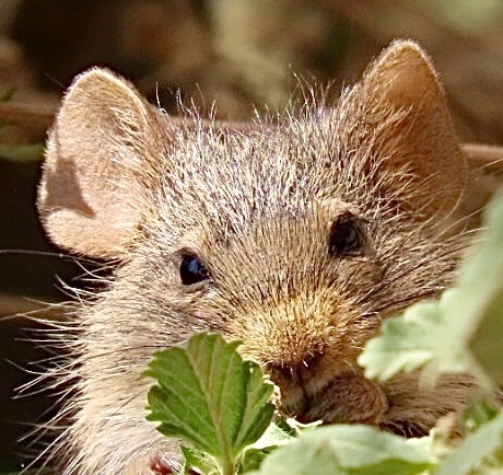 African Arvicanthis