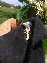 Lonicera maackii