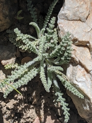 Chaenactis santolinoides