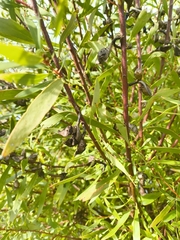 Hakea salicifolia, photograph author not stated, no rights reserved