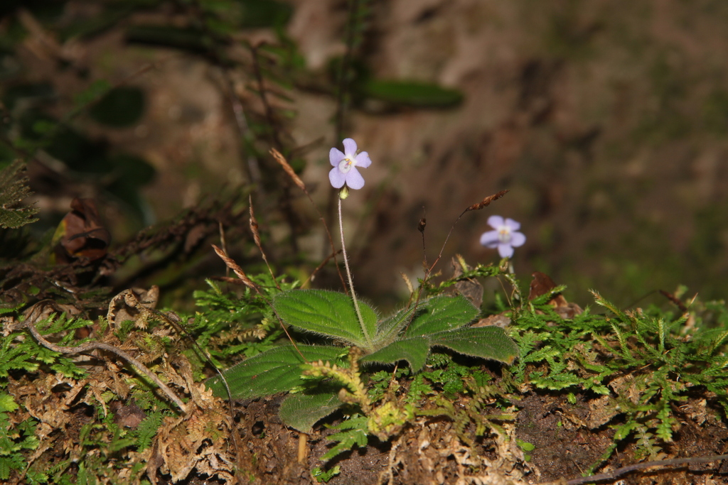 Dorcoceras philippense (Dorcoceras philippense)