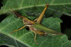 Coryacris angustipennis