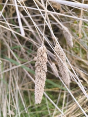 Phalaris aquatica, photograph author not stated, no rights reserved