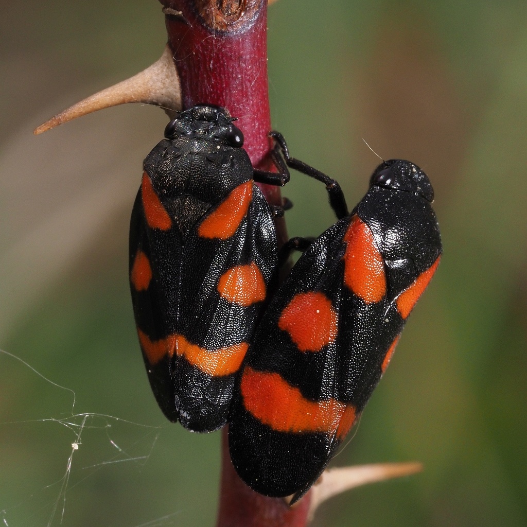 Cercope sanguinolent