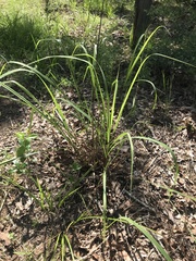 Tripsacum dactyloides