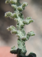 Chaenactis santolinoides