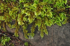 Homalothecium megaptilum