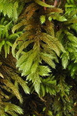 Homalothecium megaptilum