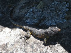 Pseudocordylus microlepidotus microlepidotus