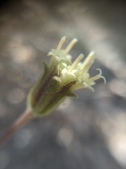 Chaenactis santolinoides