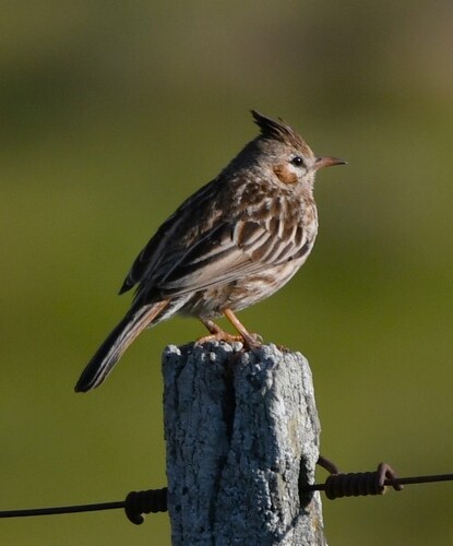 Lark-like Brushrunner