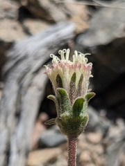 Chaenactis santolinoides